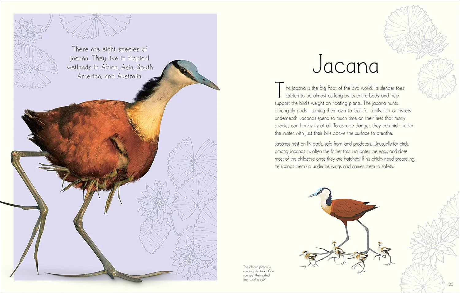 Anthology of Aquatic Life - Image 4