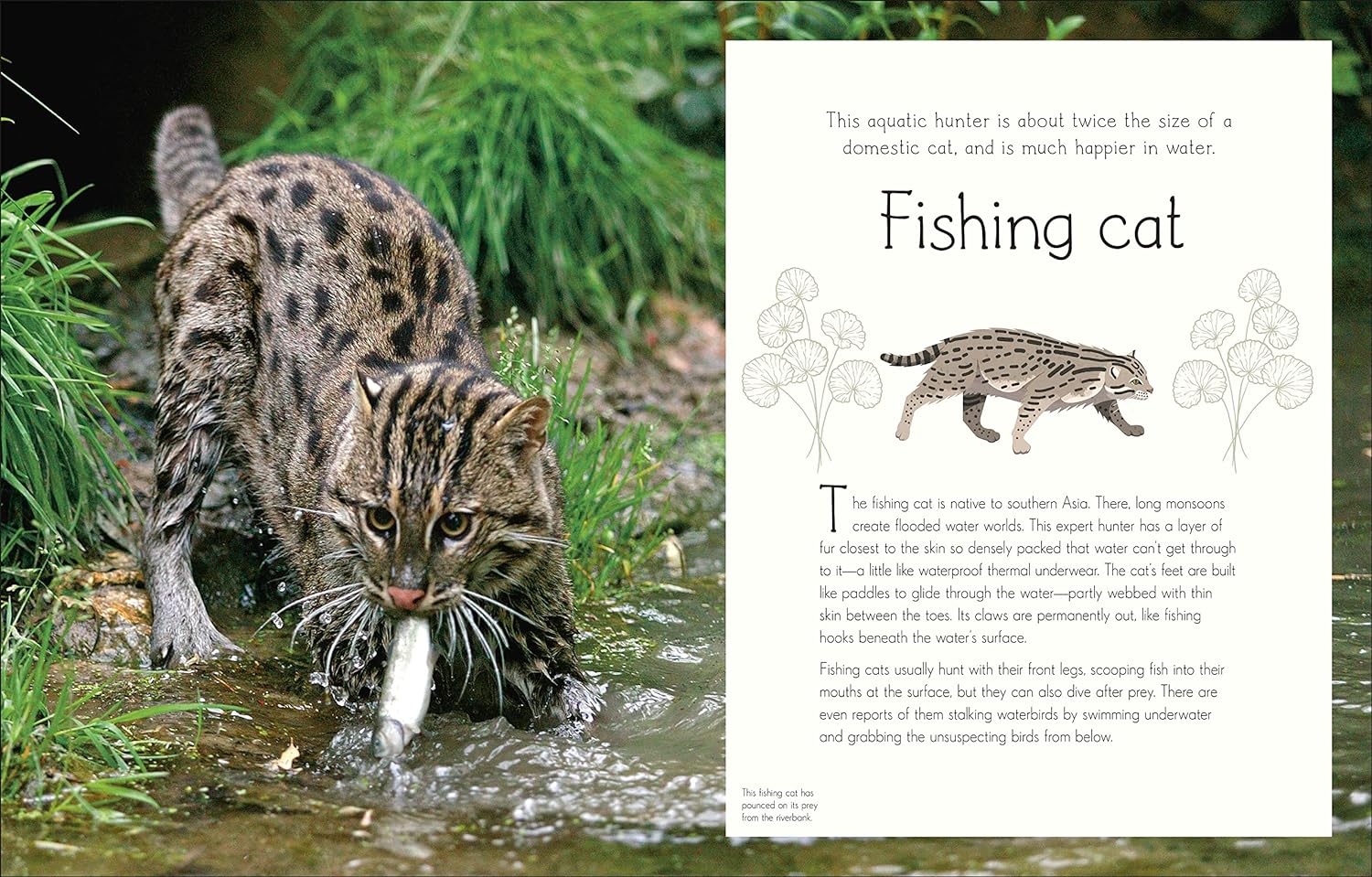 Anthology of Aquatic Life - Image 6