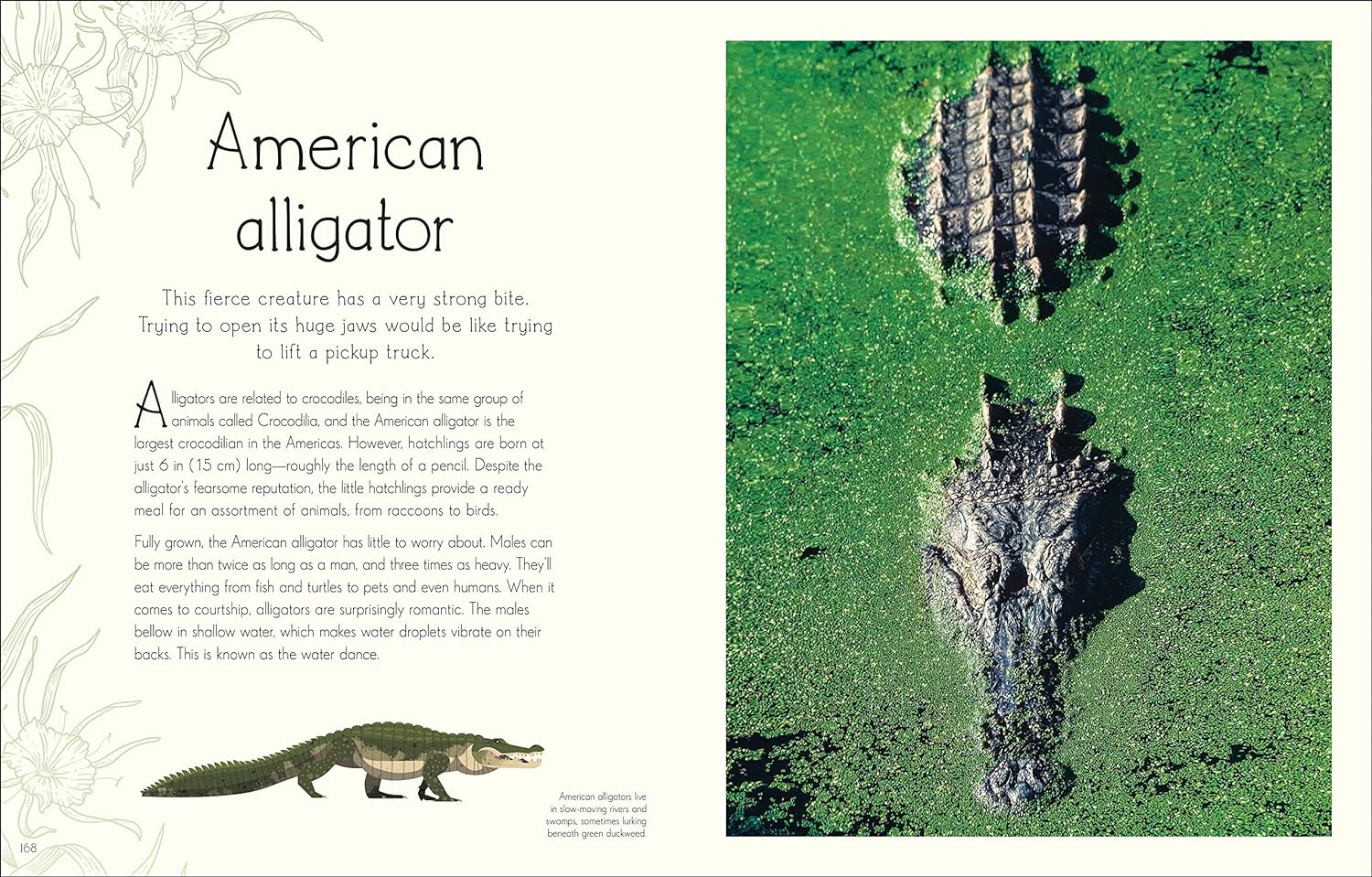 Anthology of Aquatic Life - Image 7