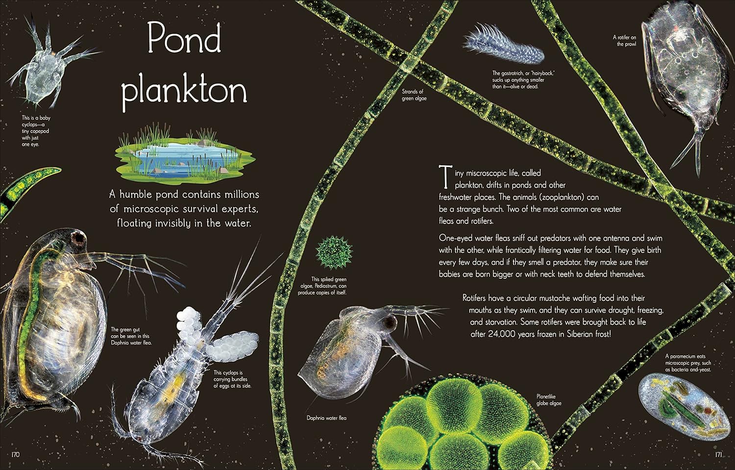 Anthology of Aquatic Life - Image 8
