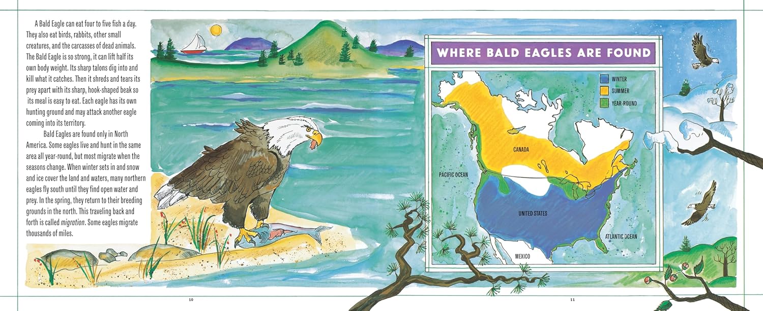Bald Eagles - Image 2