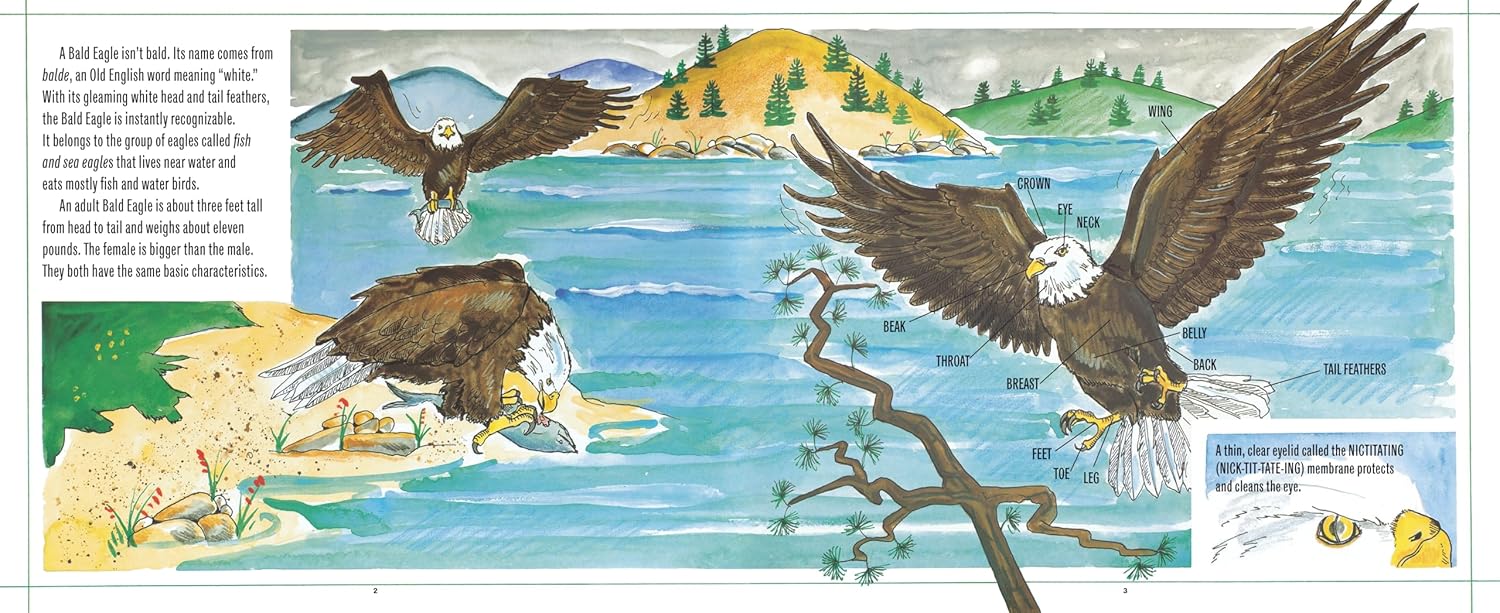 Bald Eagles - Image 3