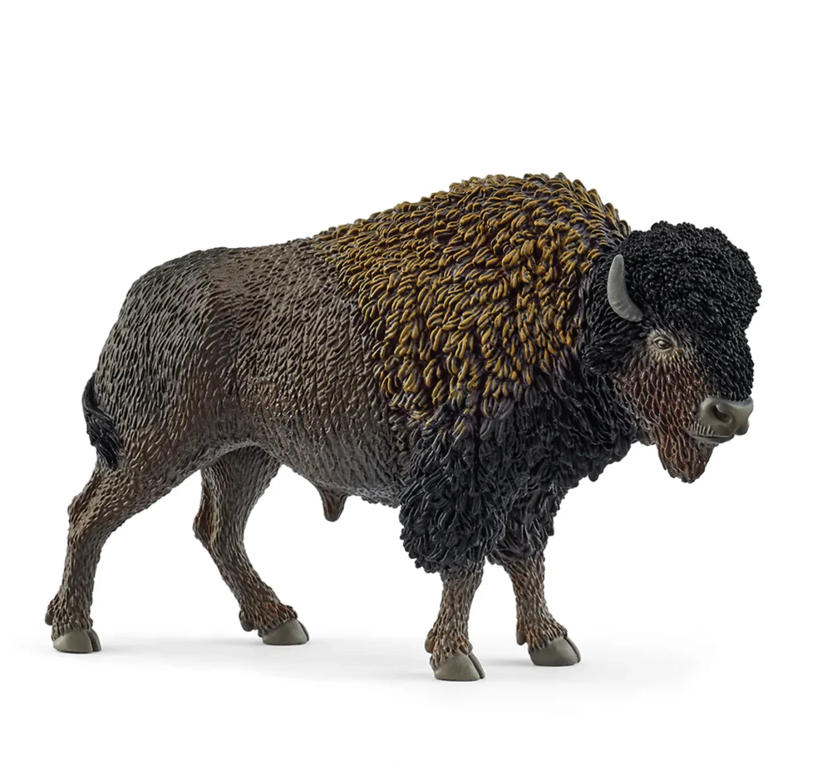 Bison
