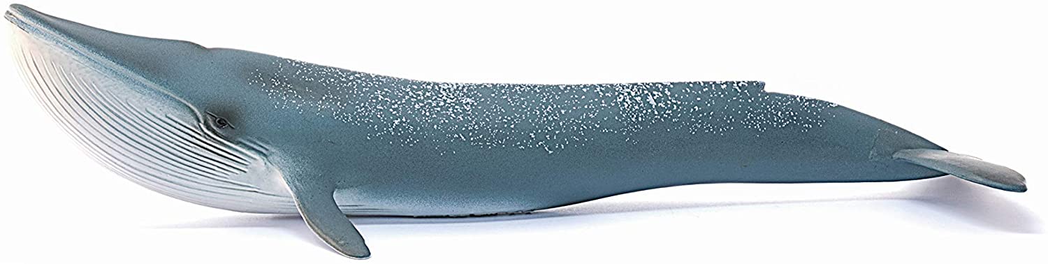 Blue Whale - Image 3