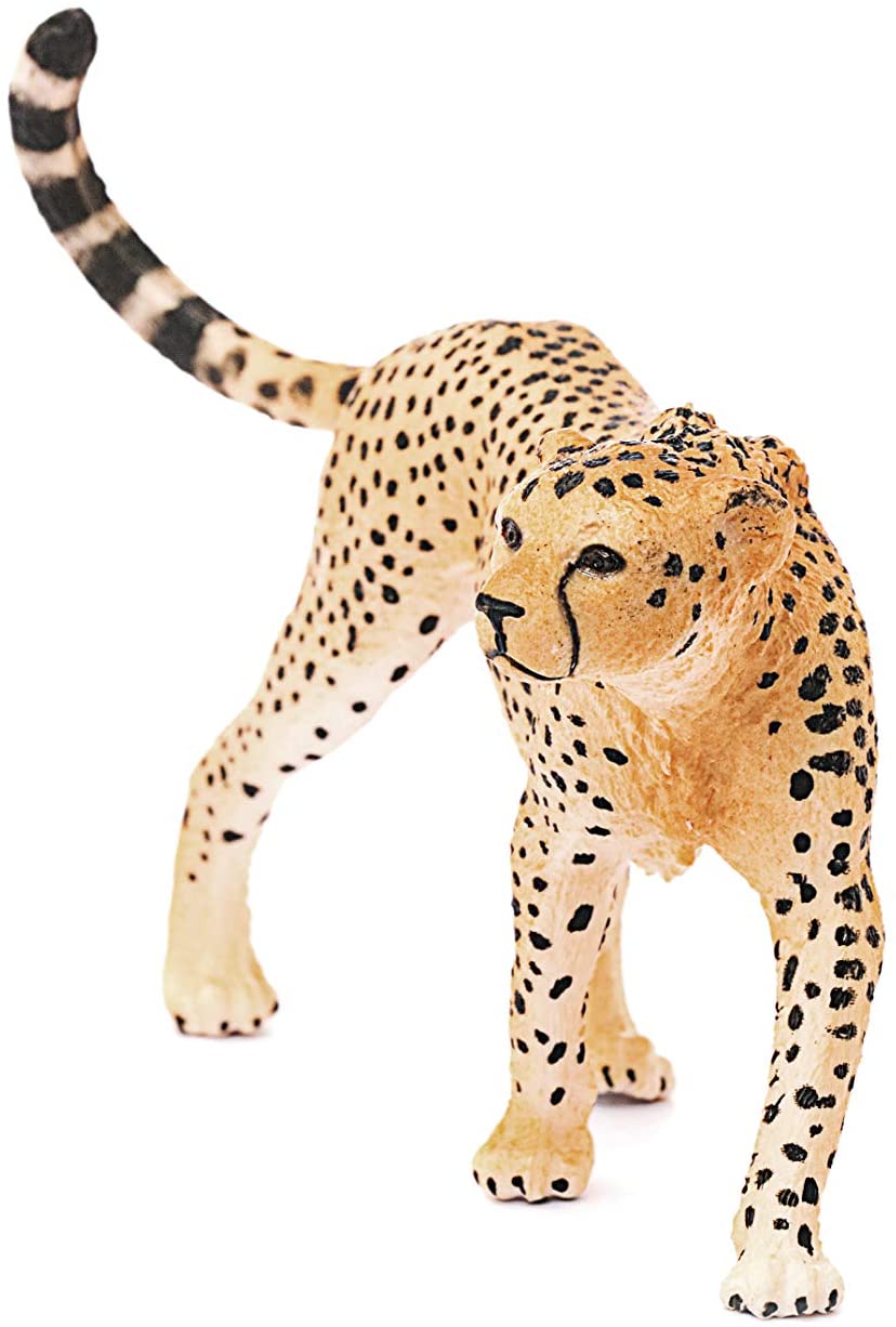 Cheetah - Image 2