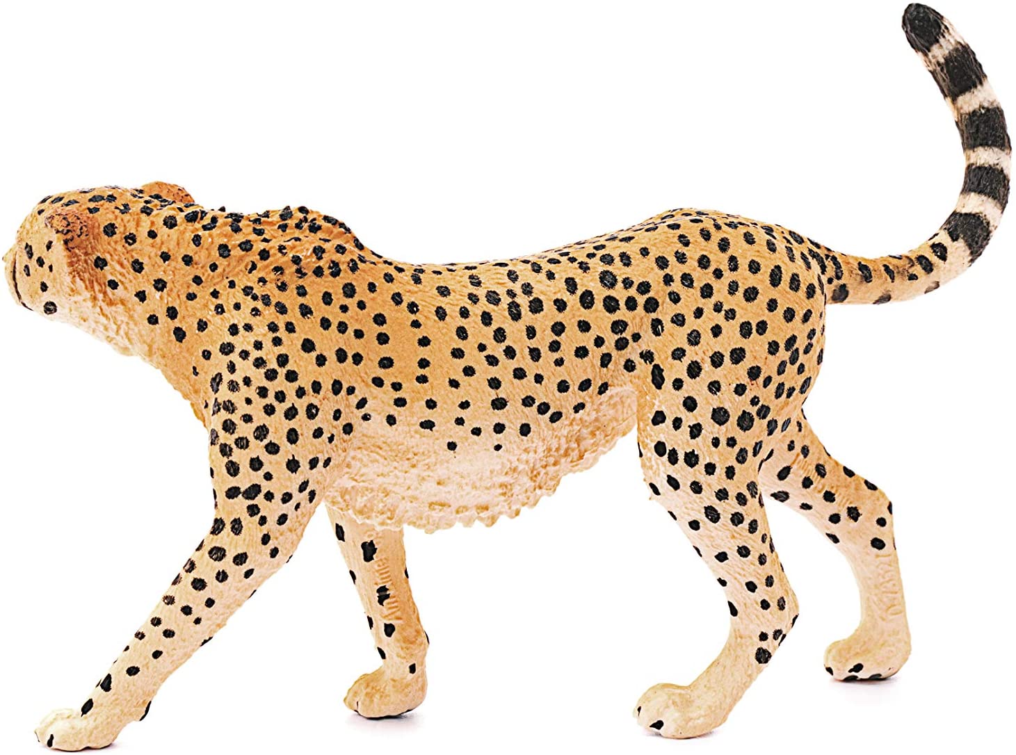 Cheetah - Image 3