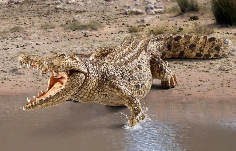Crocodile - Image 3