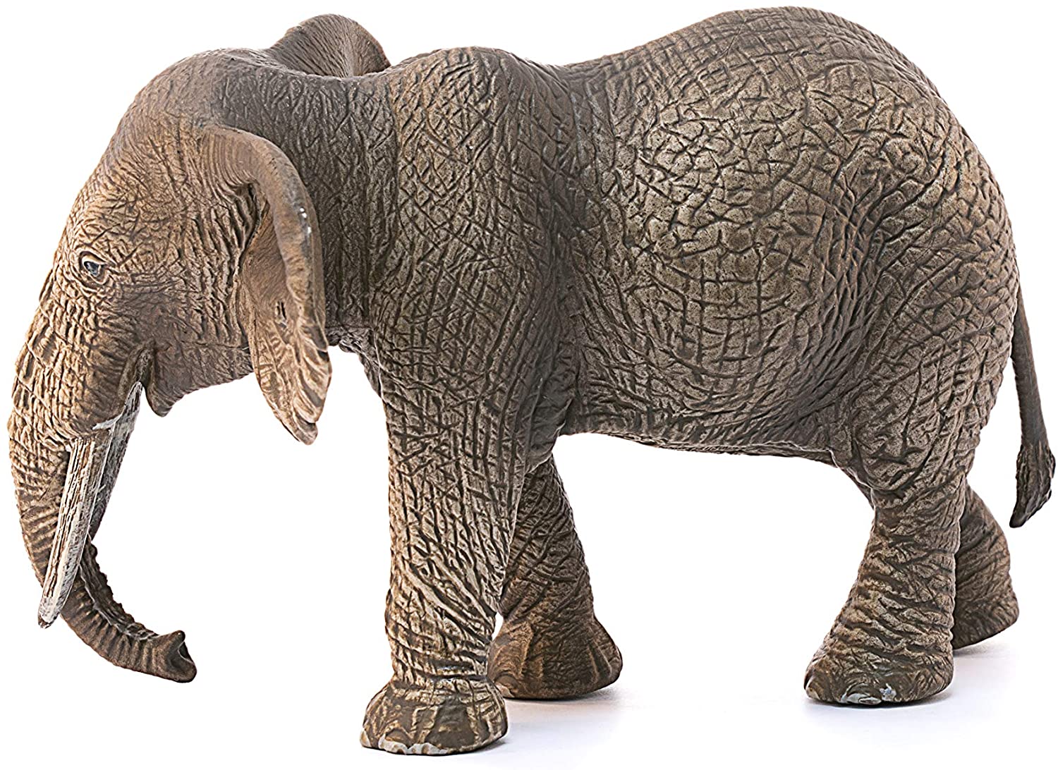 Elephant African Female - Image 2