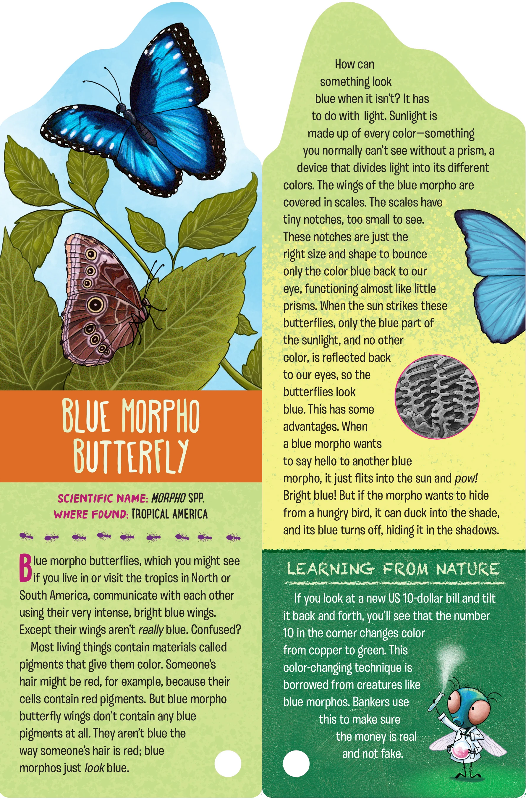 Fandex Kids: Bugs - Image 2