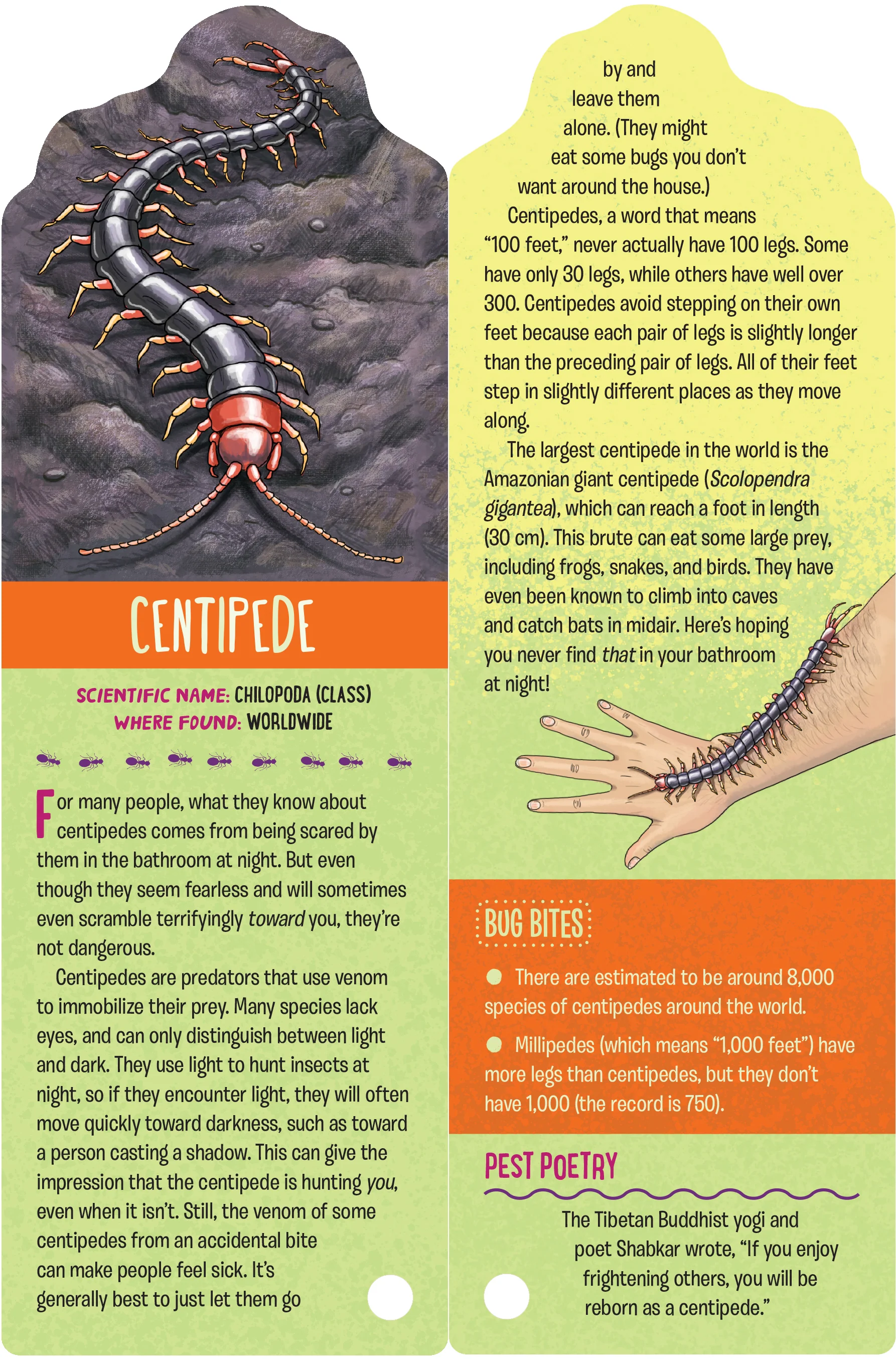 Fandex Kids: Bugs - Image 3
