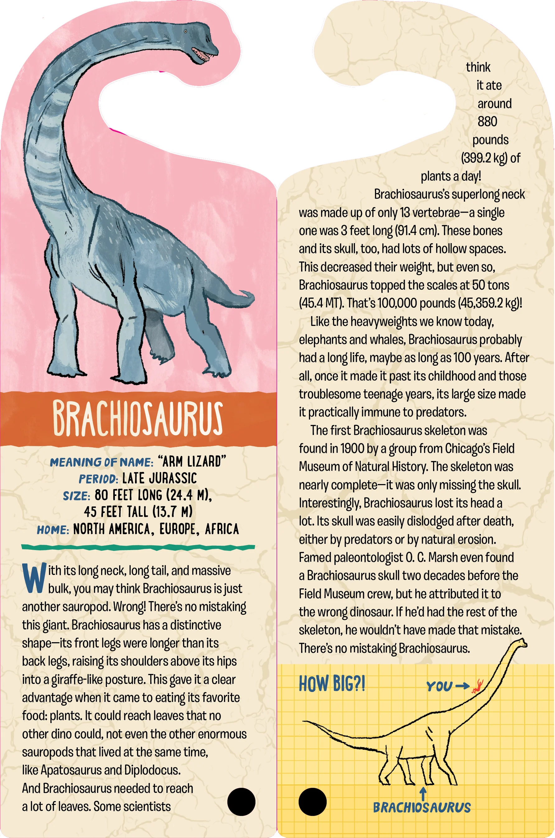 Fandex Kids: Dinosaurs - Image 3