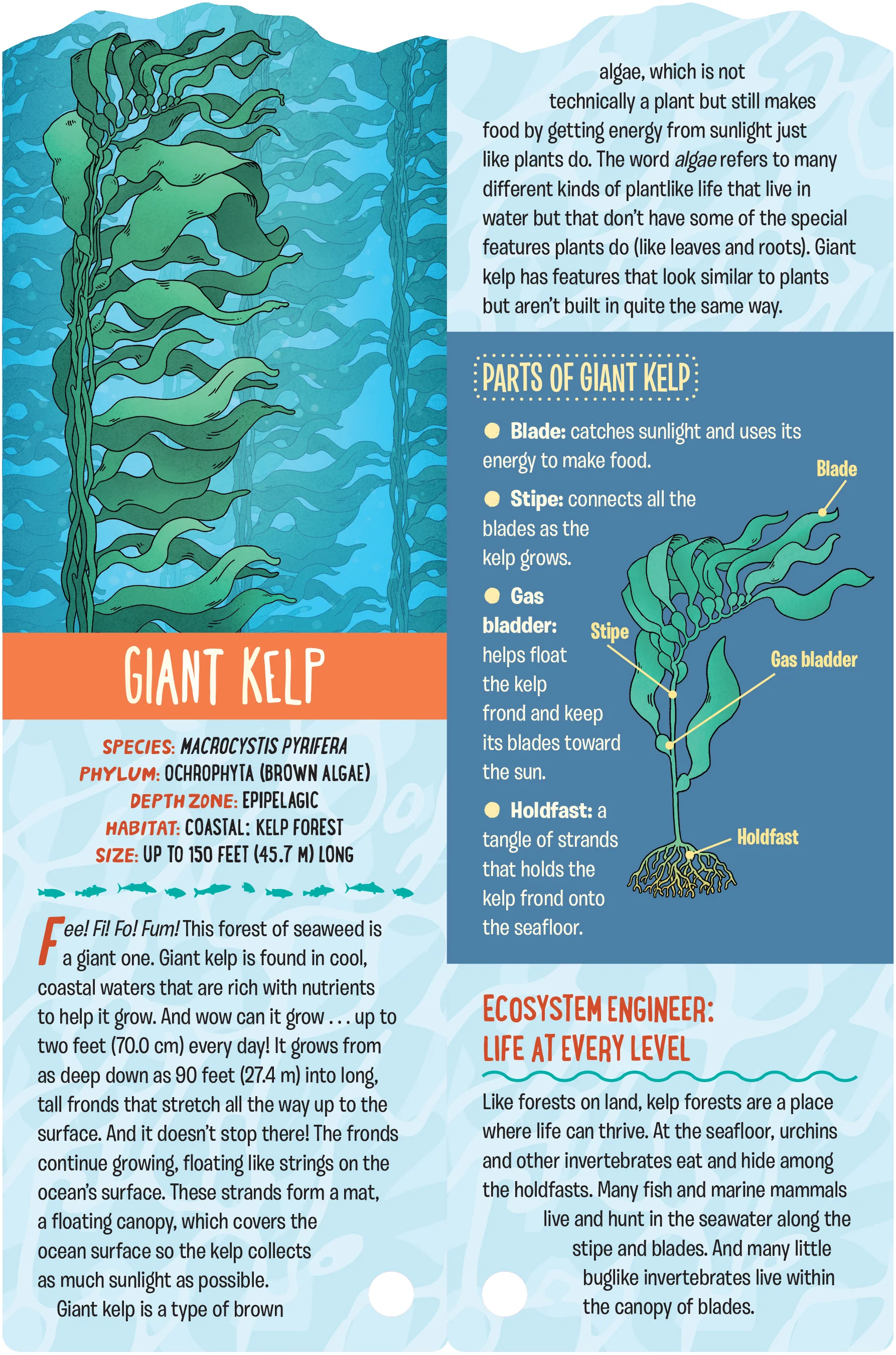 Fandex Kids: Ocean - Image 2