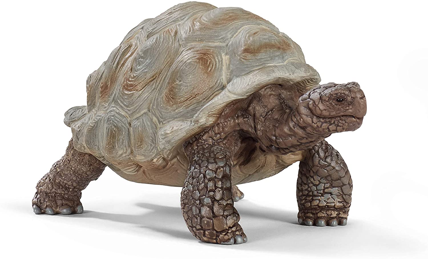Giant Tortoise - Image 2