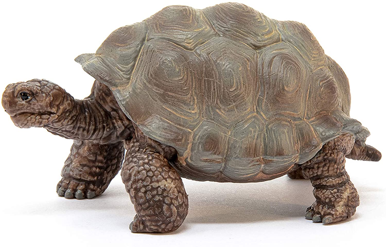 Giant Tortoise - Image 3