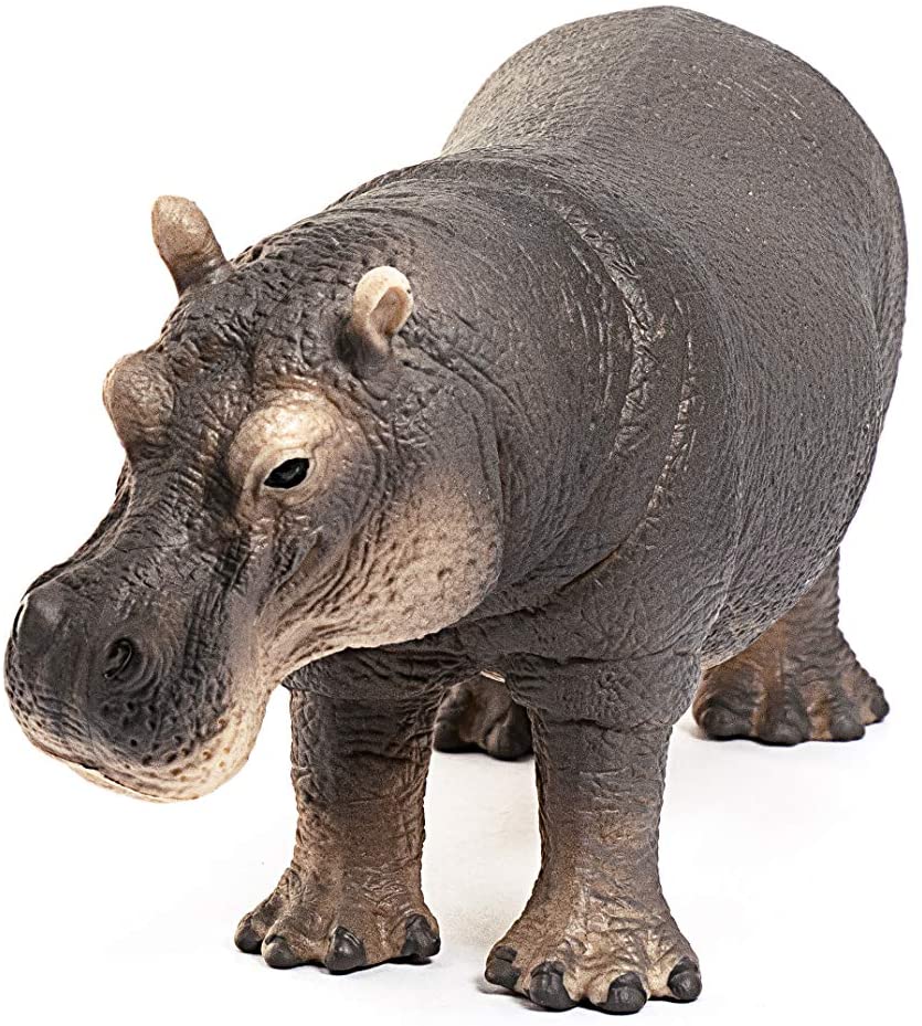 Hippopotamus - Image 3
