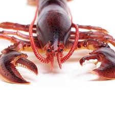 Lobster - Image 2