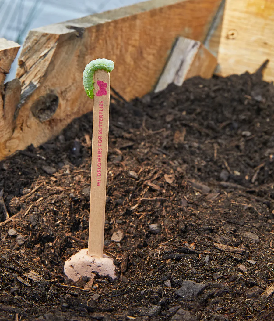 Pollinator Seed Pop - Image 3