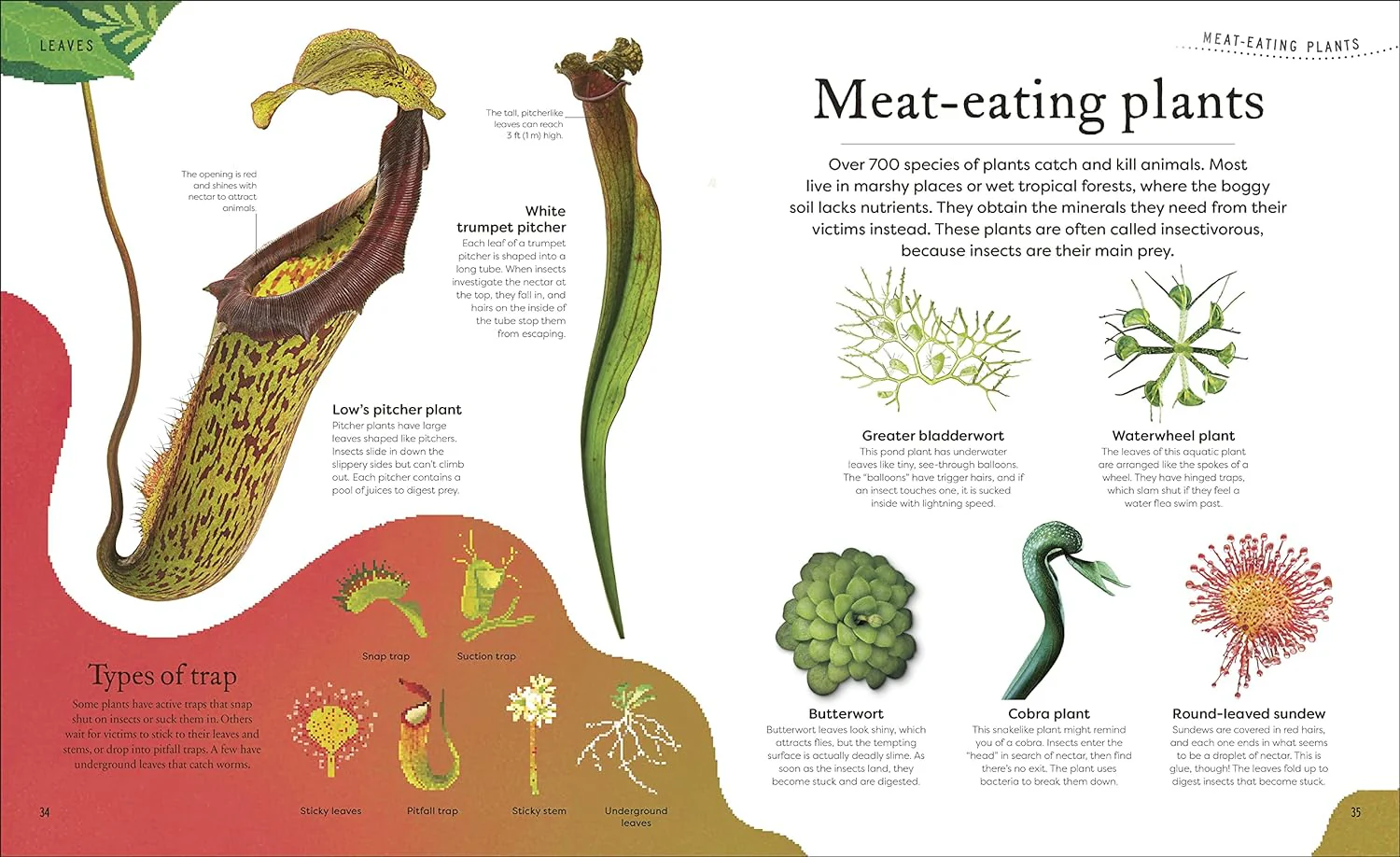 Secret World of Plants - Image 4