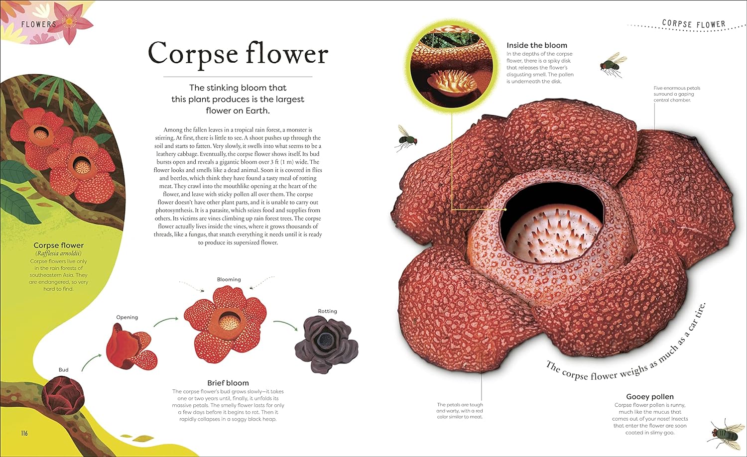 Secret World of Plants - Image 6