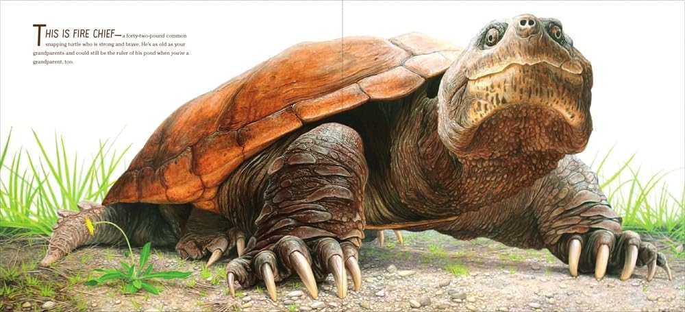 The True and Lucky Life of a Turtle - Image 2