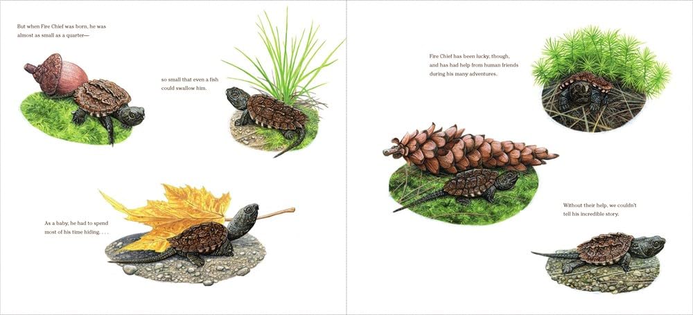 The True and Lucky Life of a Turtle - Image 3