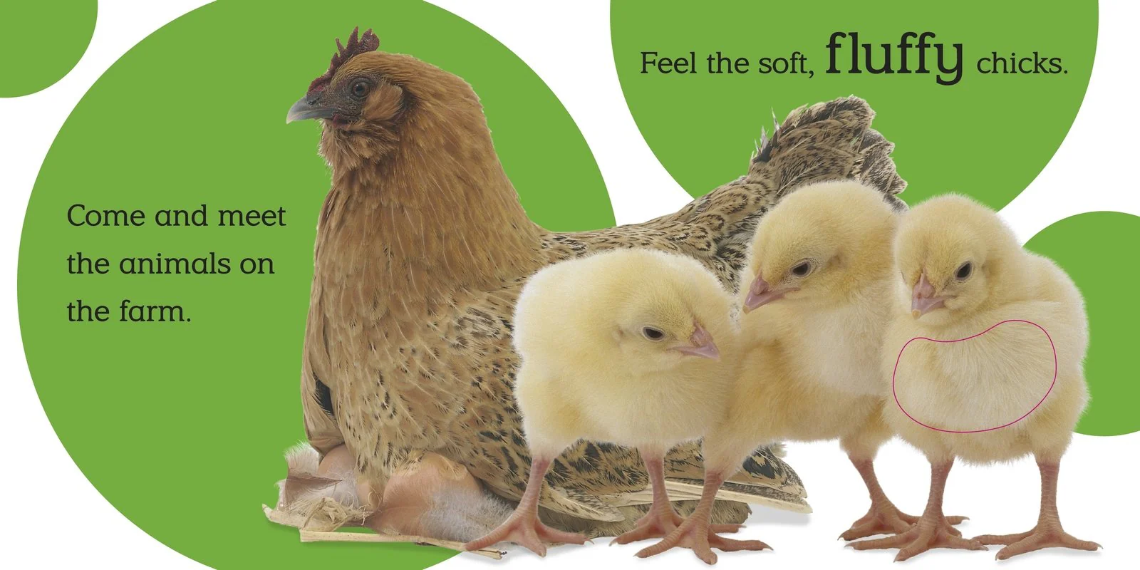 Touch & Feel Farm - Image 3