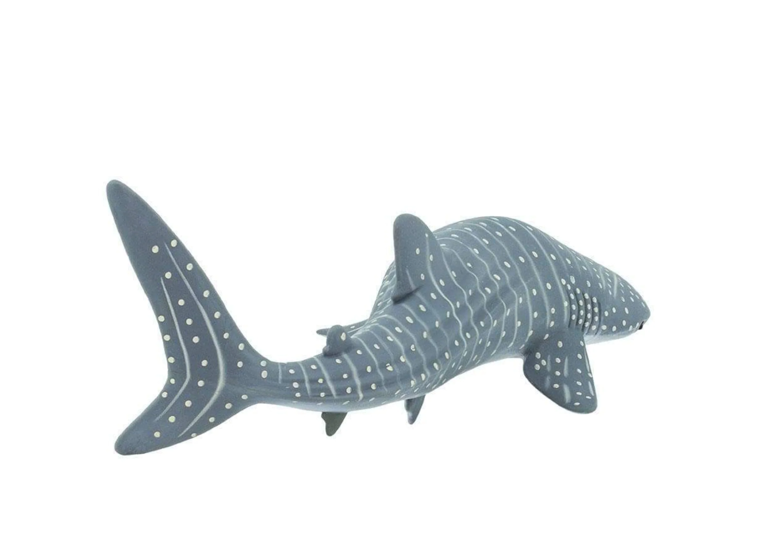 Whale Shark - Image 2