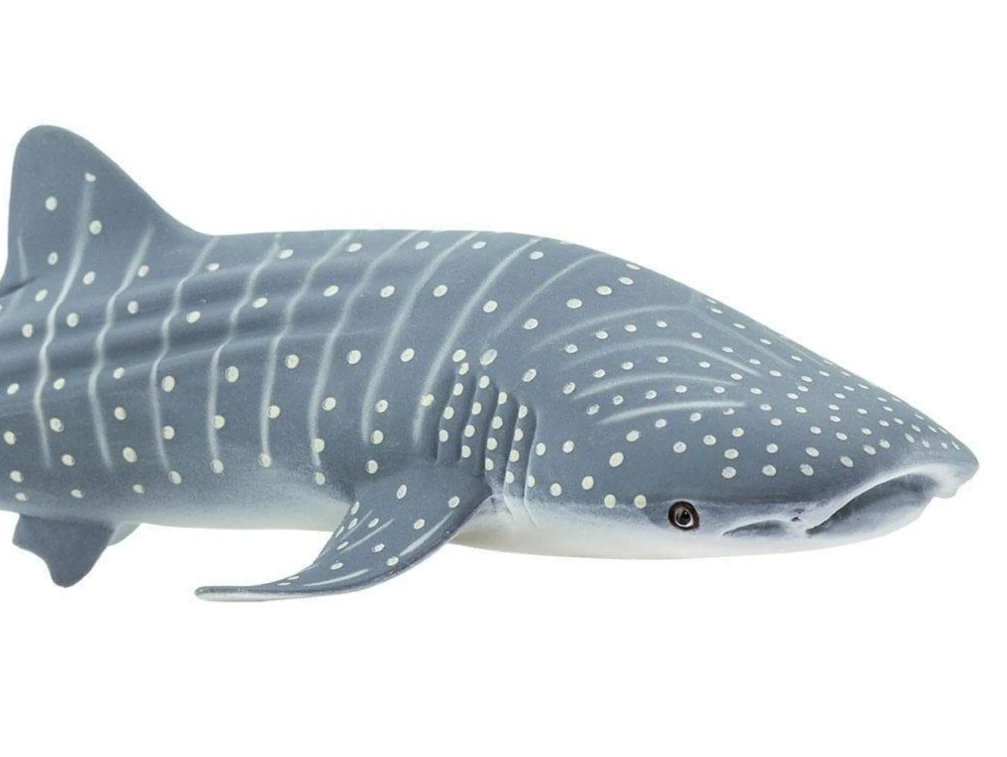 Whale Shark - Image 3