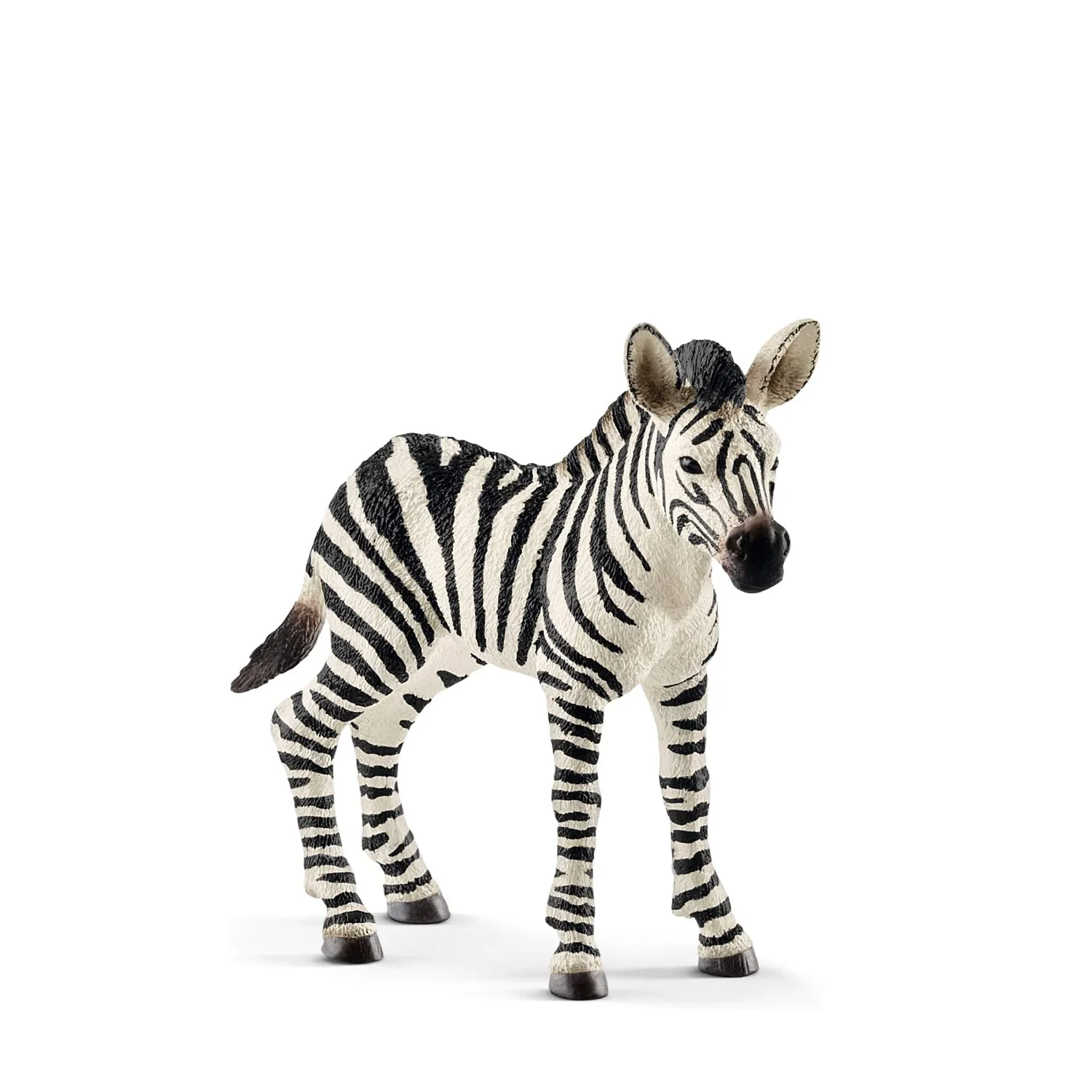 Zebra Foal