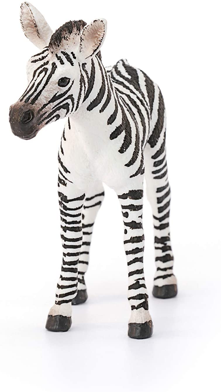 Zebra Foal - Image 2